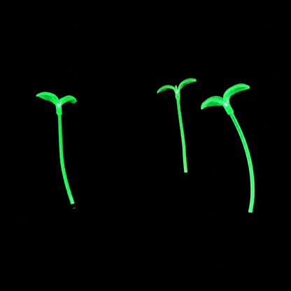 Neon Nature GlowSprout 3-Pack
