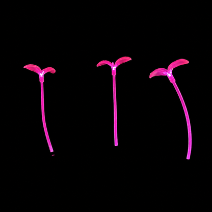Blush Bloom GlowSprout 3-Pack