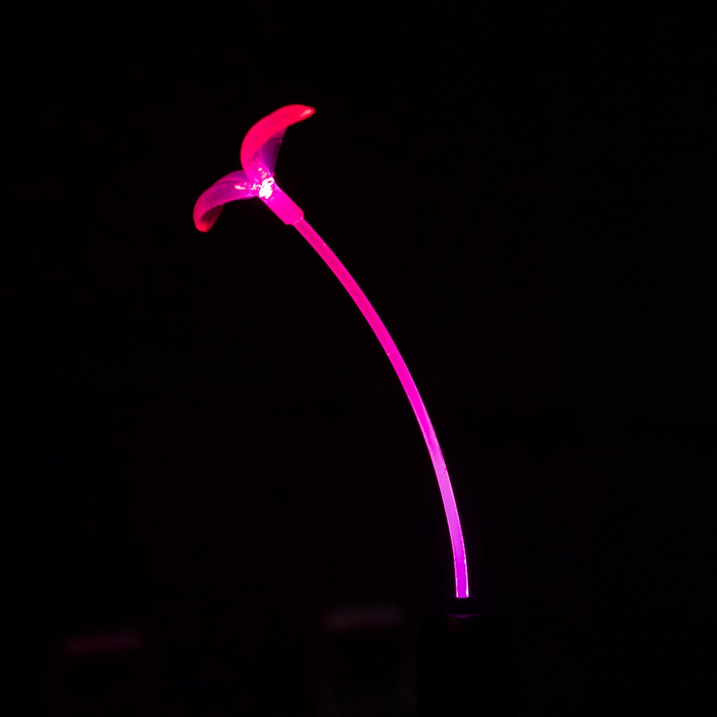 Blush Bloom GlowSprout 3-Pack