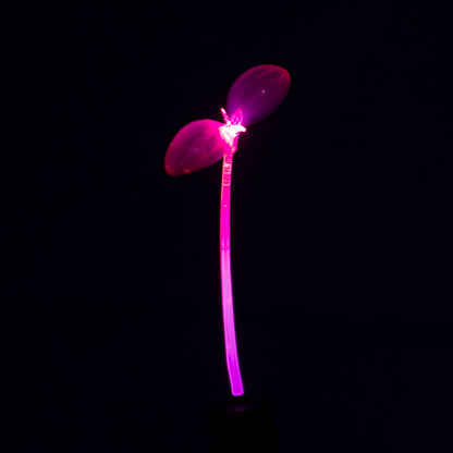 Blush Bloom GlowSprout 3-Pack