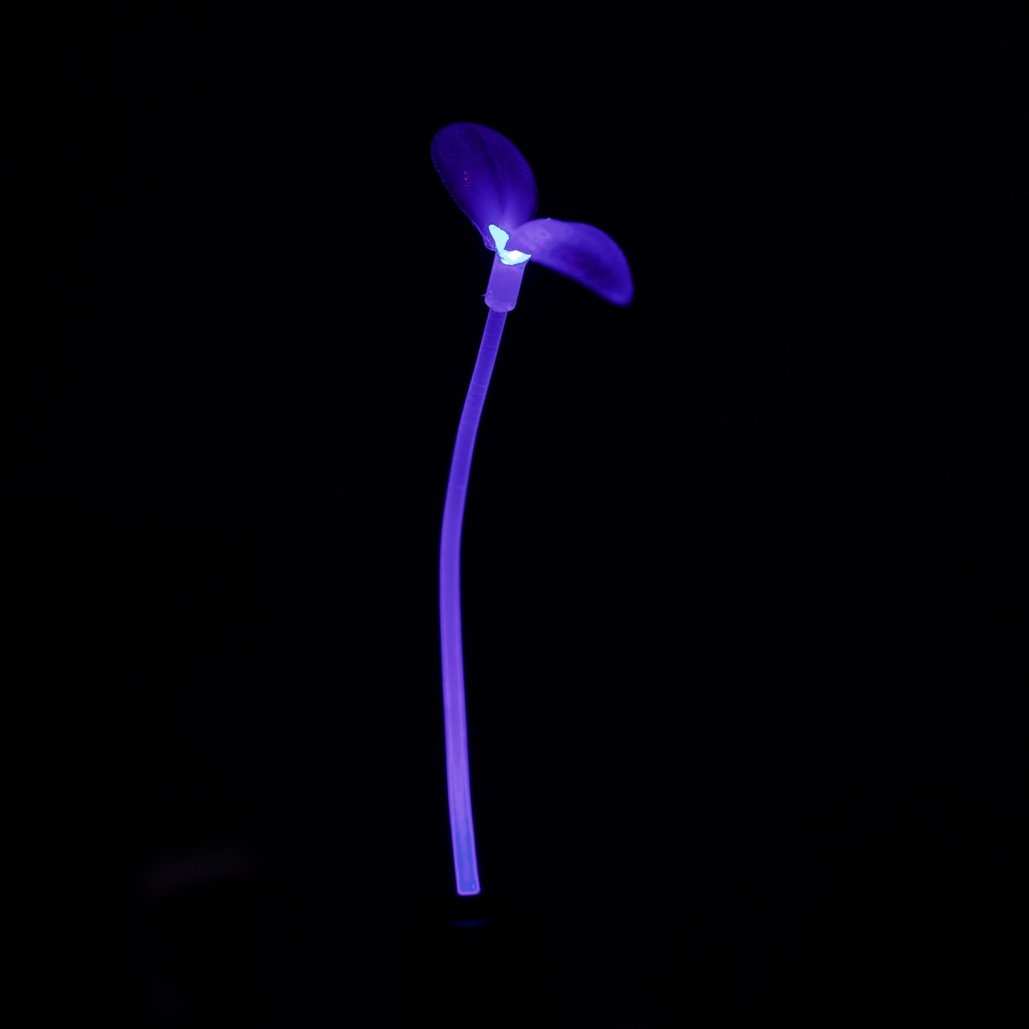 Blue - Lunar Bloom GlowSprout